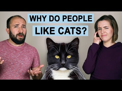 Why Do People Like Cats?