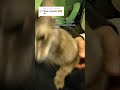 Grey Tabby Cat Become Emotional Support Animal Shorts
