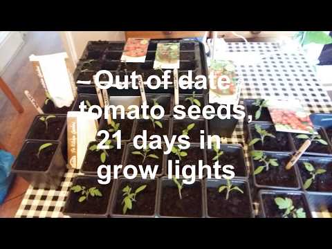 Can you use out of date tomato seeds, 21 day hydroponic grow lights quick germination.