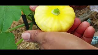 How to self pollinate  patty pan squashes/squash bugs