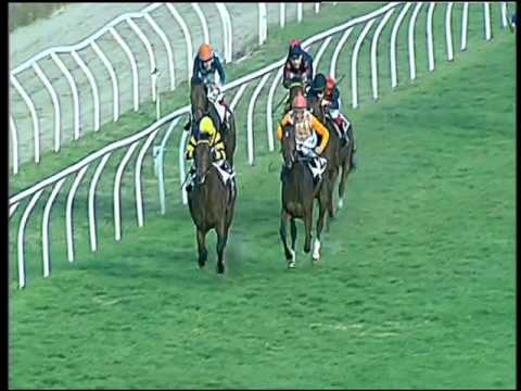 Galoppo 09/02/2016 - 3° corsa