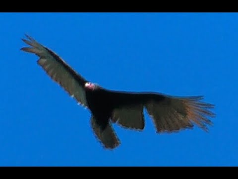 6 Rabengeier Black Vulture Coragyps atractus BIRDWATCHING