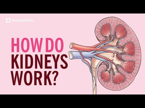 How Do Kidneys Work?