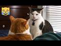 Cutest Cats Dogs Compilation 2026 Funny Pet Fails And Viral Moments Try Not To Laugh