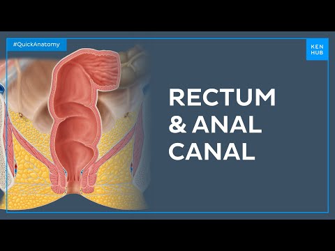 Anatomy of the rectum and anal canal -  Quick Anatomy | Kenhub