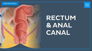 Anatomy of the rectum and anal canal -  Quick Anatomy | Kenhub