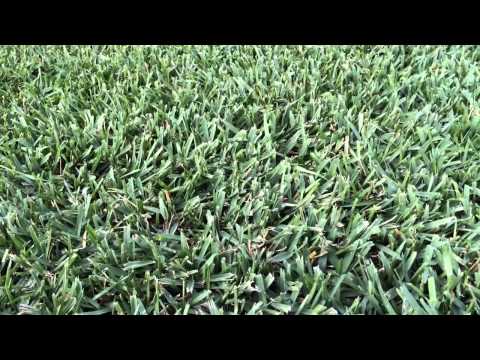 download lagu mp3 mp4 Can You Over Water Buffalo Grass, download lagu Can You Over Water Buffalo Grass gratis, unduh video klip Can You Over Water Buffalo Grass