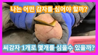 씨감자 1개로 몇개를 심어야 할까요?씨감자 눈자르기,감자 심는시기 방법 귀농귀촌 주말농장 텃밭