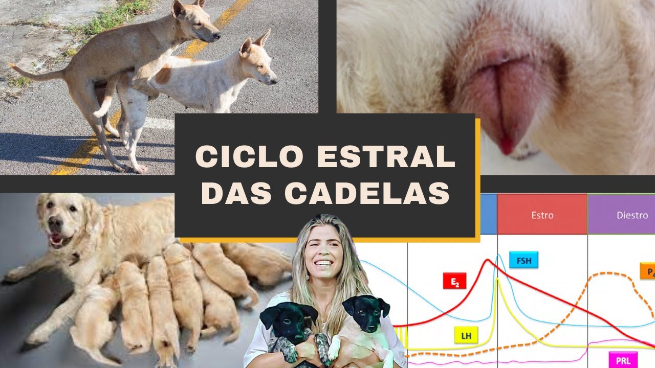Ciclo Estral das Cadelas: anestro, proestro, estro(cio) e diestro