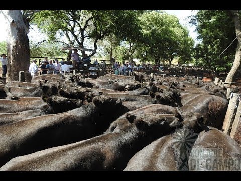 Resumen del remate de Hugo R  Aristegui  -  Martes 14 de enero de 2020 - Cahari