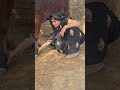 Cow Buffalo Animalfarming Animals Cattleworld Cattlefarming Farming Livestockfarming