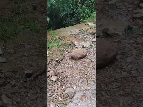 🌄🏜️Rio Yala en el camino hacia las lagunas de Yala Jujuy, Febrero 2026🌵🌲🌞