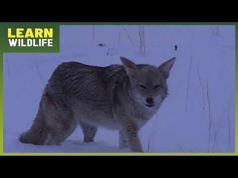 Bobcat vs Lynx - Nature’s Fiercest Predator Revealed!