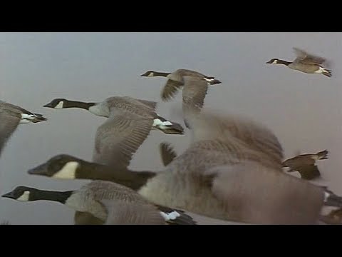 Las Alas de la Naturaleza  -01-  Primavera y Verano - 2002 - Documental  720p