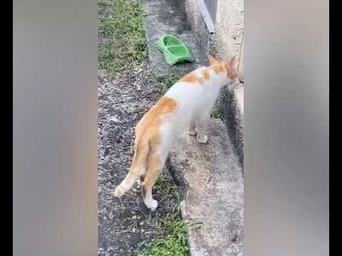 cats get high off weed ! Must watch