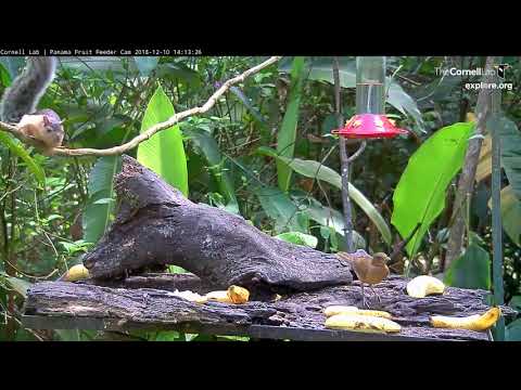 Variegated Squirrel Pulls Down Vine While Taking A Banana To Go – Dec. 10, 2018