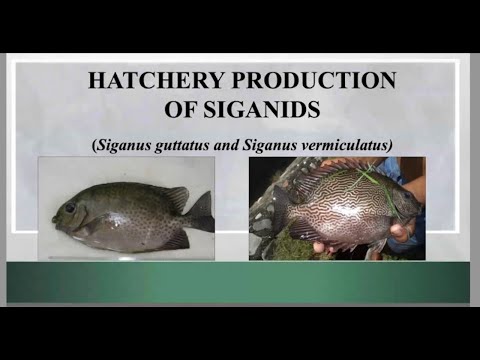 HATCHERY PRODUCTION OF SIGANIDS | BFAR-NFDC