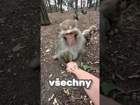 Opice jí vyndala bodliny z ruky🥰🙈