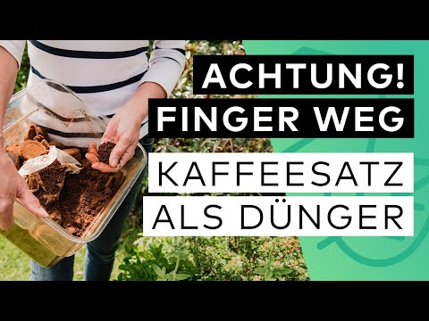 Kaffeesatz als Dünger: NICHT bei diesen PFLANZEN ☕️ ❌
