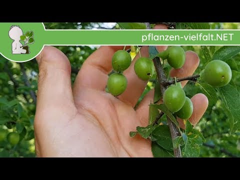 Kirschpflaume - unreife Früchte - 12.05.18 (Prunus cerasifera) - Bäume (Früchte) Bestimmung