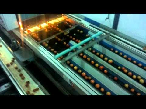 Calibreuse Fruits et Légumes Sammo-Longobardi