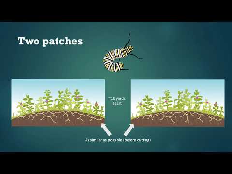 Part II: Getting Started (with two milkweed patches)