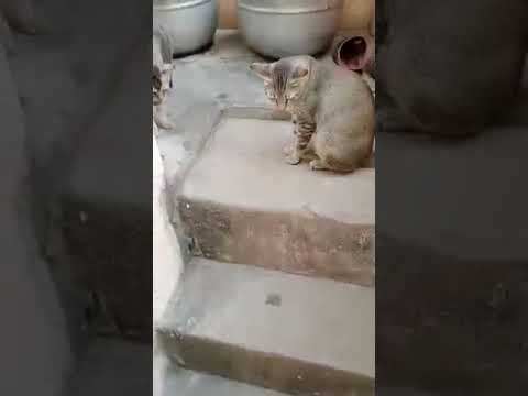 Stray dog suddenly came to our house for eating my brother playing. My cat beat that dog 🐕 🥺🥺🥺