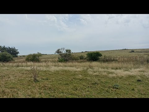 CAMPO DE 22.5 HECTÁREAS ÍNDICE CONEAT 98. UBICADO EN SOLIS DE MATAOJO, LAVALLEJA.