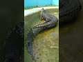 🐊World's Deadliest Crocodile