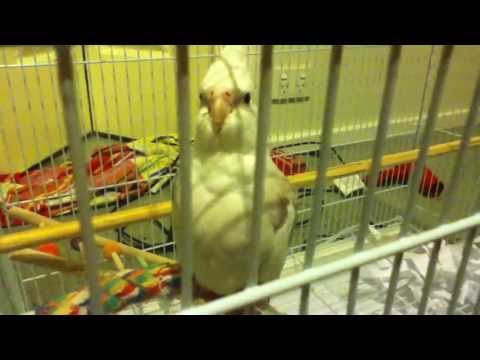 download lagu mp3 mp4 Cockatiel Sneezing Fit, download lagu Cockatiel Sneezing Fit gratis, unduh video klip Cockatiel Sneezing Fit