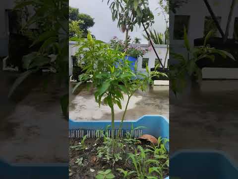 ll  Everything is very beautiful ll #nature #shortvideo #shorts