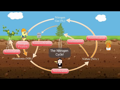 The Nitrogen Cycle!