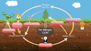 The Nitrogen Cycle!