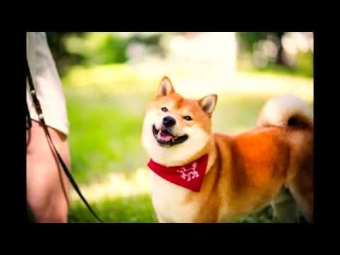 Watch the video