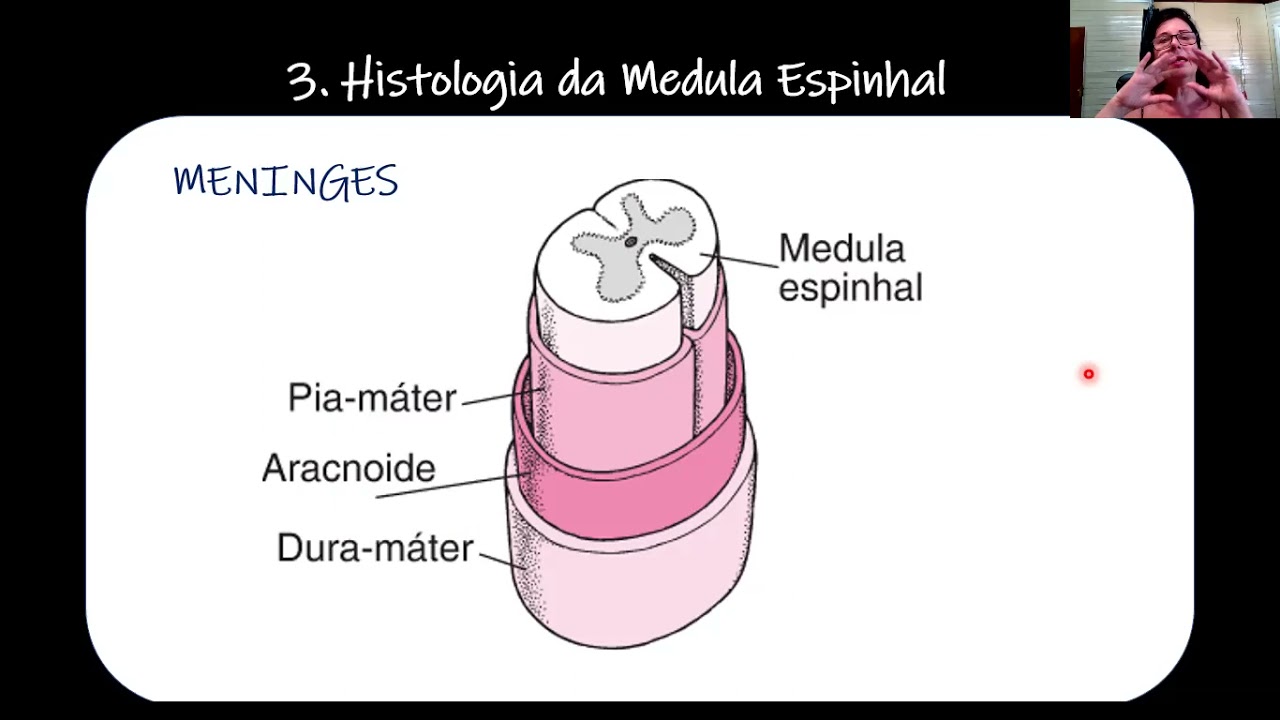 histologia do sistema nervoso