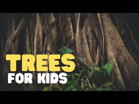 Trees for Kids | Learn all about trees in this fun educational video for kids