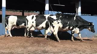 Vídeo 202 - 1ª ETAPA MEGA LIQUIDAÇÃO TOTAL AGROPECUÁRIA MARAJOARA - DIA 4 | GADO GIROLANDO E HOLANDÊS