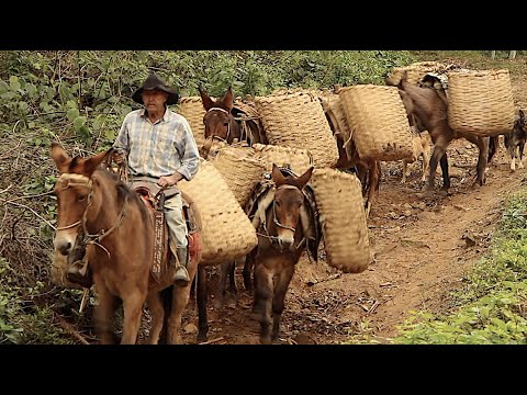 SEU MANOEL TROPEIRO - PARTE II