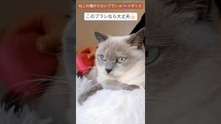 【ねこのブラッシング】このブラシなら嫌がらない!!#shorts #ねこ #ブラッシング#ブリティッシュショートヘア #イギリス