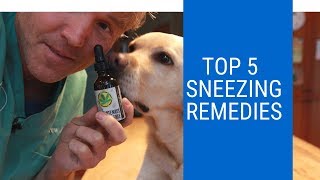 Sneezing Dog? Top 5 Remedies