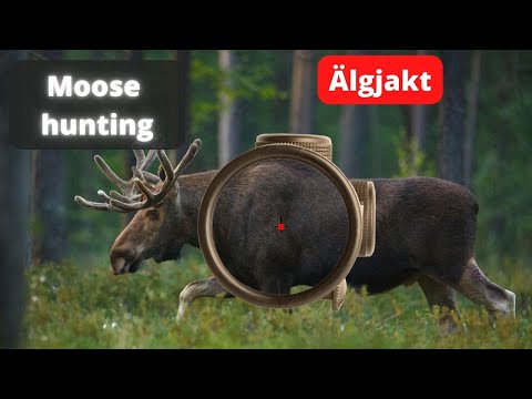 Moose Hunting 2025 - Hunting - Hunting Film - 3 Shooting Scenes