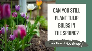 Can You Still Plant Tulip Bulbs in the Spring?