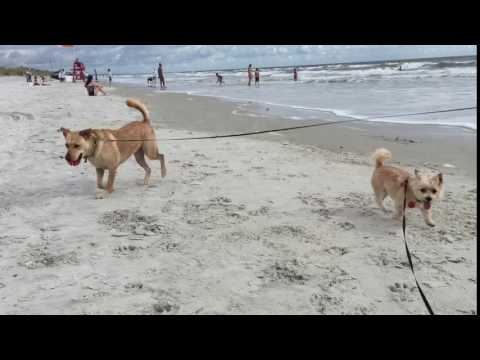 Bella and Nyla at the beach