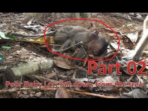 Screaming Loudly, after Poor Baby Lori fall down she has conscious Part 02|Her mother go away
