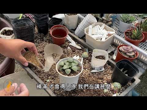 玉露多肉照顧