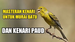 Download lagu Masteran Kenari Gacor Cocok Untuk Isian Murai Batu... mp3