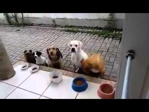 Desfile 1000 polleras 2016(21)