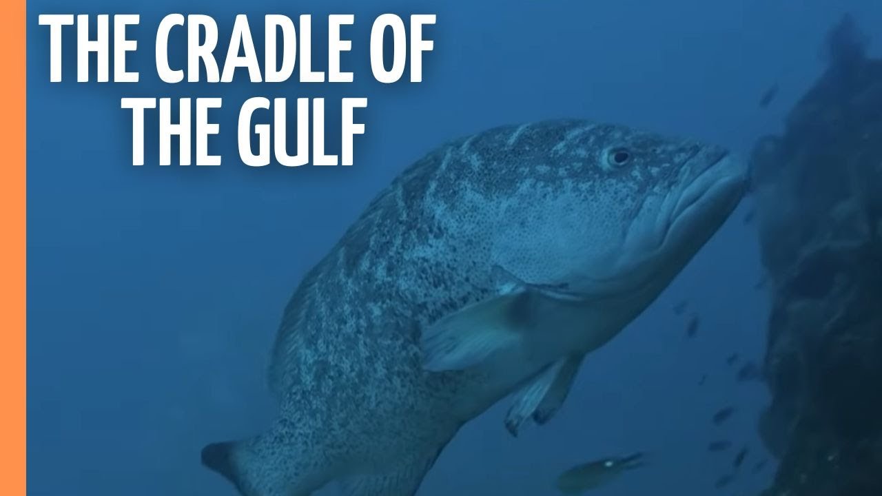 Aquarium Of The World – The Cradle Of The Gulf
