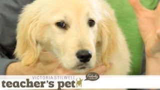 Familiarizing Your Puppy to Touch | Teacher's Pet With Victoria Stilwell