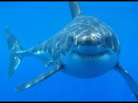 Sharks" The Scavengers of the Seas"